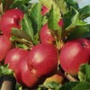 Malus domestica 'Kovalenkovskoje' - Õunapuu 'Kovalenkovskoje' C6/6L